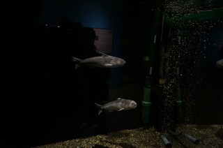 国立科学博物館、大アマゾン展＠さかなクンのブース、恐怖の肉食魚、カンディル
