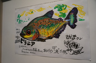 国立科学博物館、大アマゾン展＠さかなクンのブース