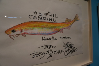 国立科学博物館、大アマゾン展＠さかなクンのブース